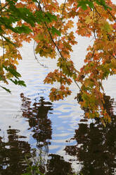 Germany, Saxony, Yellow maple tree branches hanging over shiny pond - JTF01389