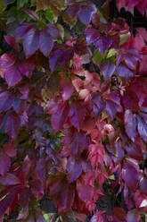 Germany, Saxony, Vibrant purple vine leaves - JTF01391