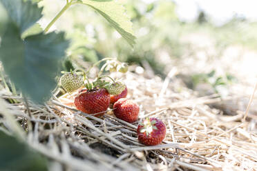 Erdbeeren auf einem Feld - STBF00445