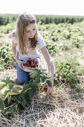 Girl picking strawberries on a field - STBF00446