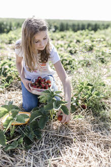 Mädchen pflückt Erdbeeren auf einem Feld - STBF00446
