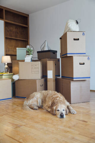 Hund auf dem Boden liegend vor Kartons in einem leeren Raum in einem neuen Zuhause, lizenzfreies Stockfoto