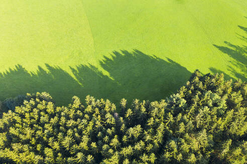 Deutschland, Bayern, Eurasburg, Luftbild vom Rand eines grünen Fichtenwaldes - SIEF09137