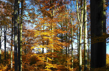 Autumn forest, Saxony, Germany - JTF01395