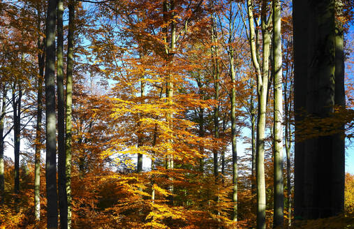 Herbstwald, Sachsen, Deutschland - JTF01395
