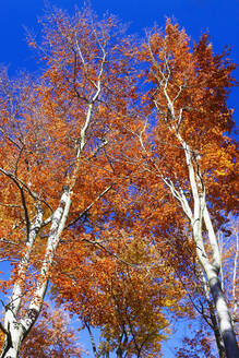 Herbstwald, Sachsen, Deutschland - JTF01396