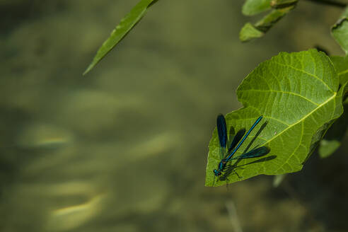 Kroatien, Blaue Adonislibelle auf einem Blatt sitzend - NGF00521