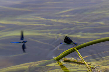 Croatia, Blue damselfly perching on plant stem sticking out of water - NGF00522