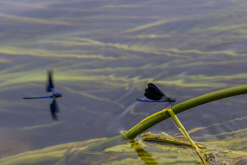 Kroatien, Blaue Adonislibelle, die auf einem aus dem Wasser ragenden Pflanzenstängel sitzt - NGF00522