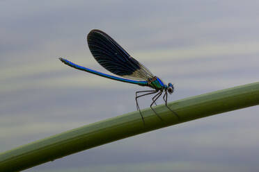 Croatia, Blue damselfly perching on plant stem - NGF00523