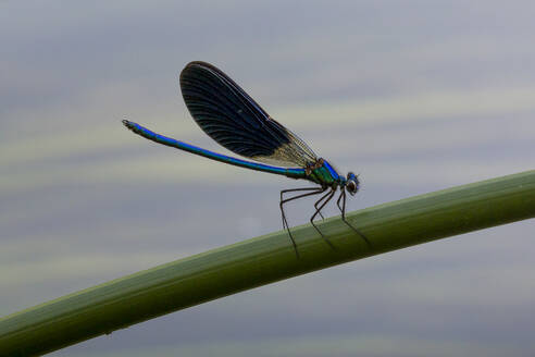 Kroatien, Blaue Adonislibelle auf einem Pflanzenstamm - NGF00523