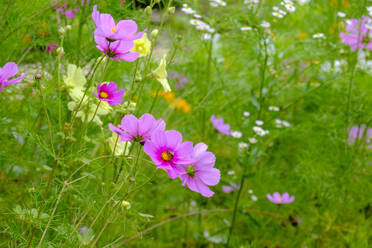 Deutschland, Bayern, Bad Gronenbach, Rosa blühender Gartenkosmos (Cosmos bipinnatus) Blumen - LBF02731