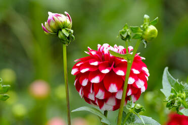 Deutschland, Bayern, Bad Gronenbach, Rot blühende Dahlienblüten - LBF02734