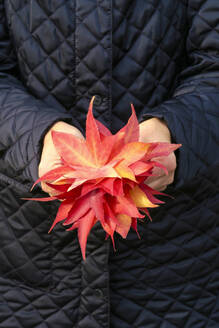 Deutschland, Sachsen, Hände einer Frau, die einen Strauß gefallener amerikanischer Süßholzblätter (Liquidambar styraciflua) im Herbst hält - JTF01402