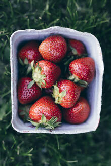 Erdbeeren im Karton - JOHF02666