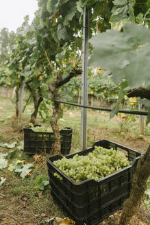 Kisten mit geernteten grünen Trauben in einem Weinberg - AHSF00901