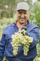 Porträt eines lächelnden Mannes, der in einem Weinberg Trauben erntet - AHSF00906