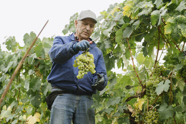 Man harvesting grapes in vineyard - AHSF00908
