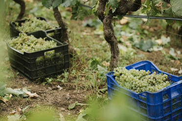 Kisten mit geernteten grünen Trauben in einem Weinberg - AHSF00909