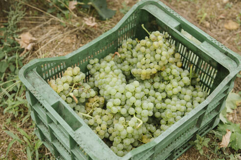 Kiste mit geernteten grünen Trauben in einem Weinberg - AHSF00912