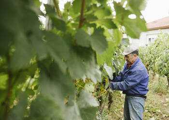 Mann erntet Trauben im Weinberg - AHSF00913