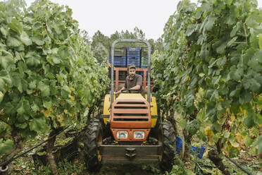 Traktor mit geernteten Trauben im Weinberg - AHSF00917