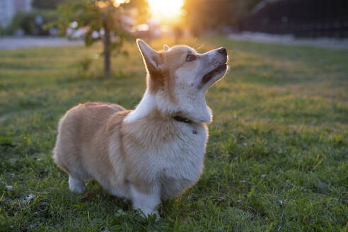 Porträt eines Pembroke Welsh Corgi auf einer Wiese bei Gegenlicht - VPIF01598