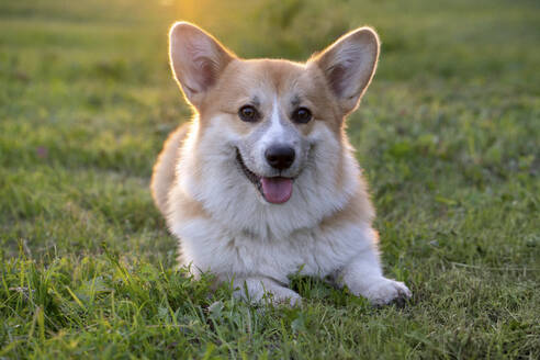 Porträt eines Pembroke Welsh Corgi auf einer Wiese liegend bei Gegenlicht - VPIF01599