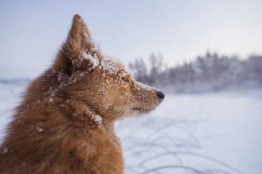 Dog at winter - JOHF02808