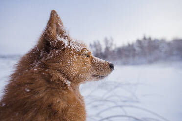 Hund im Winter - JOHF02808