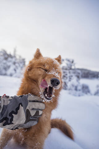 Hund mit Schlaganfall, lizenzfreies Stockfoto