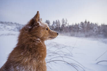 Dog looking away - JOHF02822