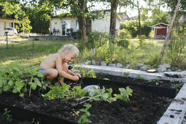Mädchen pflückt Kartoffeln im Garten - JOHF03021