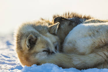 Dog sleeping on snow - JOHF03064