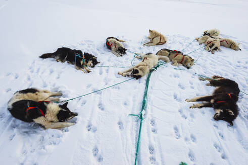 Hunde auf Schnee liegend - JOHF03070