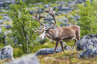 Reindeer walking - JOHF03071