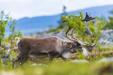 Reindeer - JOHF03072