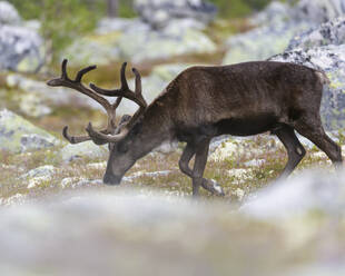 Reindeer grazing - JOHF03073