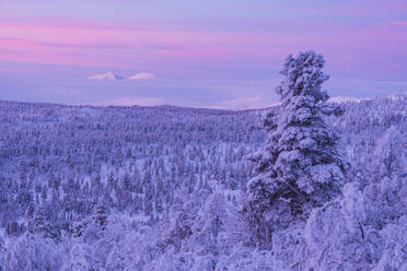 Winter landscape at sunset - JOHF03087