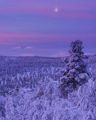 Winterlandschaft bei Sonnenuntergang - JOHF03088