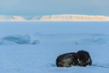 Hund schlafend auf Schnee - JOHF03112