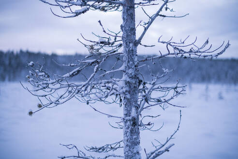 Baum im Winter - JOHF03114