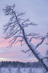 Baum bei Sonnenuntergang - JOHF03115