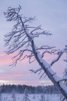 Baum bei Sonnenuntergang - JOHF03115