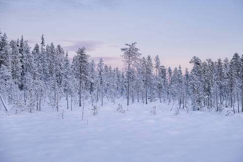 Winterlandschaft bei Sonnenuntergang - JOHF03117
