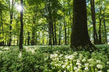 Spring flowers in forest - JOHF03135