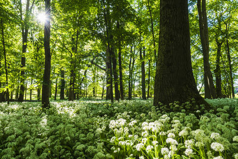 Frühlingsblumen im Wald - JOHF03135