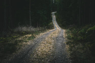 Schotterstraße im Wald - JOHF03188