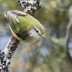 Bird perching on branch - JOHF03217