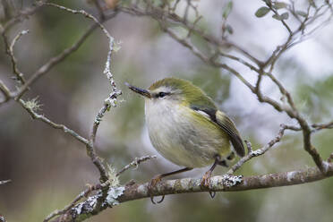 Vogel auf Ast hockend - JOHF03218